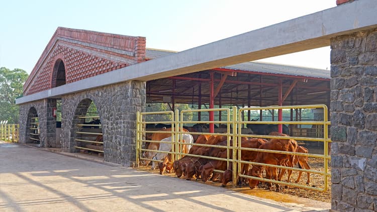 Gaughar Gaushala